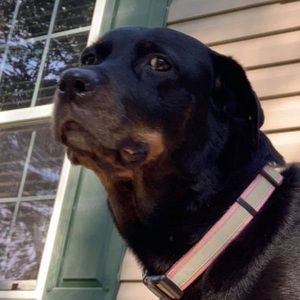 Meet your Posher, Hunter